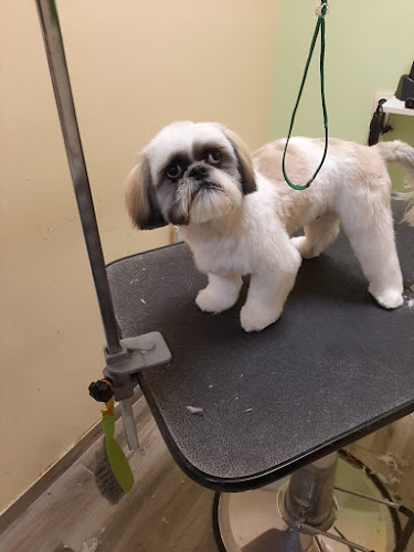 Pas na grooming stolu